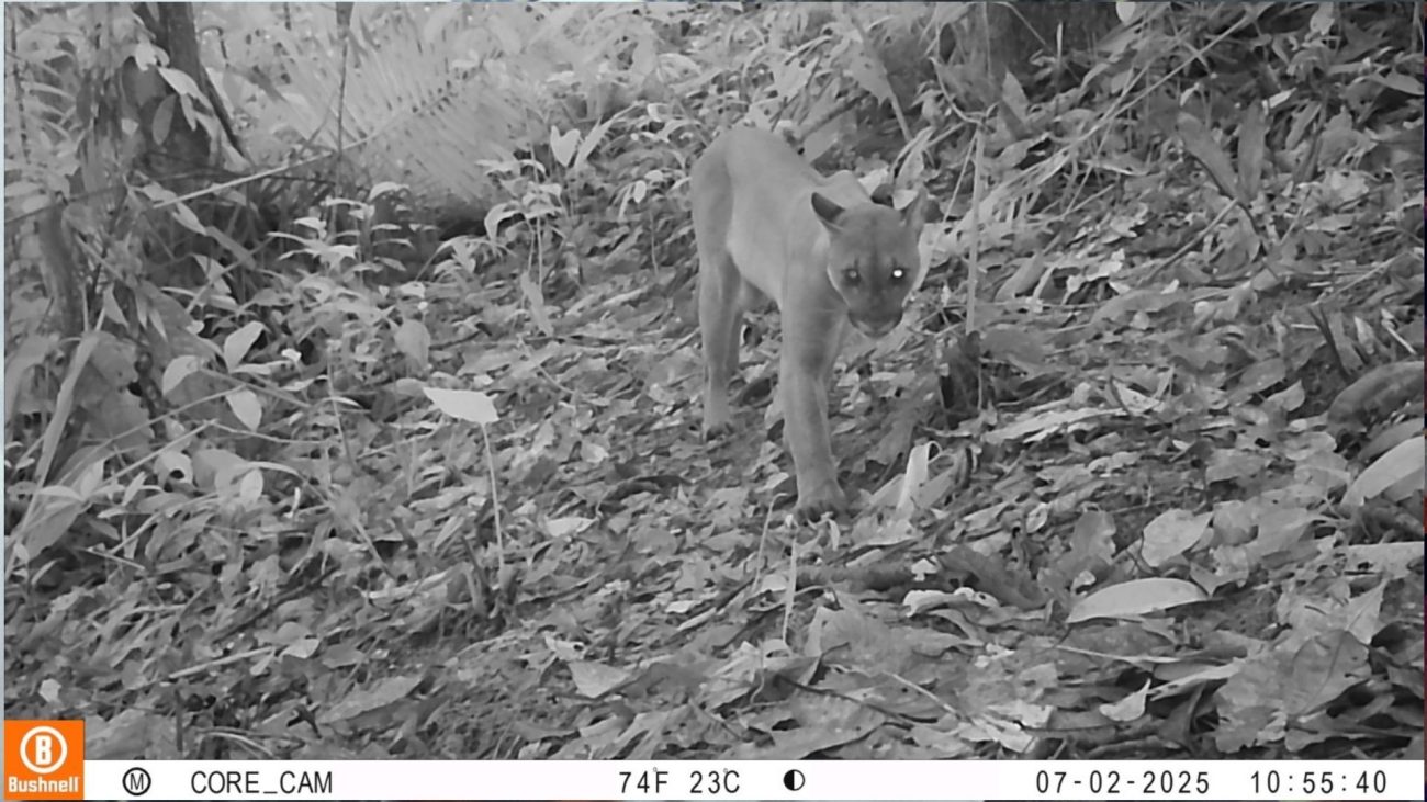Felinos reaparecen en Bahía Málaga: Un triunfo de la restauración ambiental