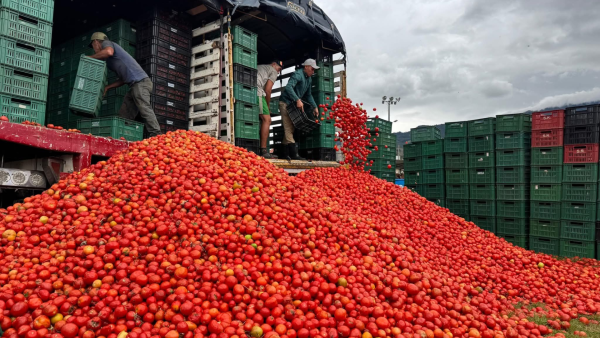 Gran Tomatina Colombiana 2026 en Sutamarchán, Boyacá, con 40 toneladas de tomate y ambiente mundialista.