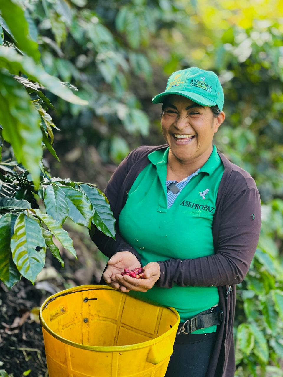 Agroferia Cafés de mi Tierra reunirá los mejores cafés del Tolima en Planadas