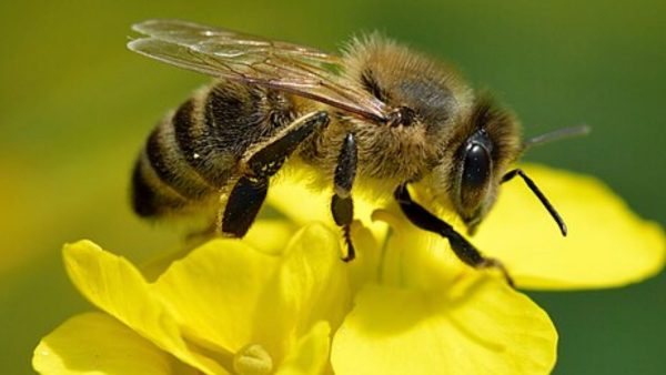 Día Mundial de las Abejas 2026: "Juntos por las personas y el planeta" para proteger a nuestros polinizadores