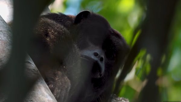 Cascada del Tigre: el tesoro natural que enamora a Bahía Solano, Chocó