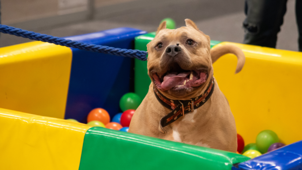 Expopet Día Internacional del Perro: así celebrará Corferias a los mejores amigos de las familias colombianas
