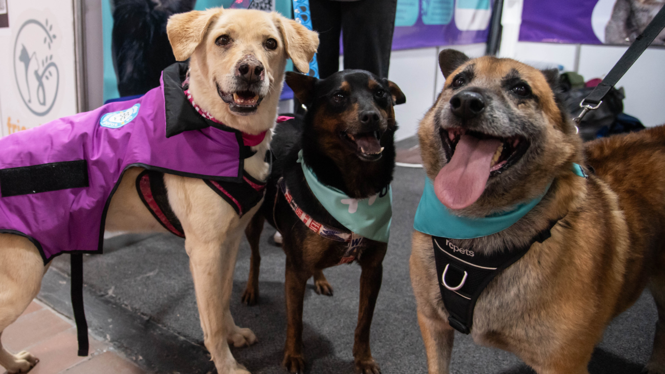 Adopción de mascotas Expopet: 101 perros y gatos buscan un hogar responsable