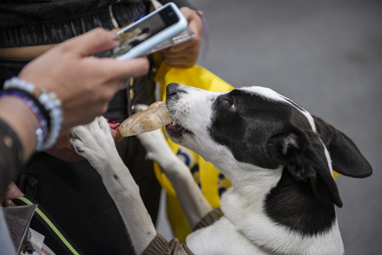 Expopet Colombia 2026 celebra el Día Internacional del Perro con una edición dedicada al bienestar animal