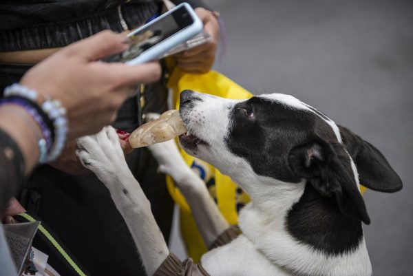 Expopet Colombia 2026 celebra el Día Internacional del Perro con una edición dedicada al bienestar animal
