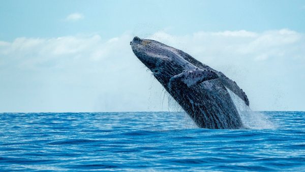 Joyas del Pacífico: Los municipios más lindos y fascinantes del Chocó