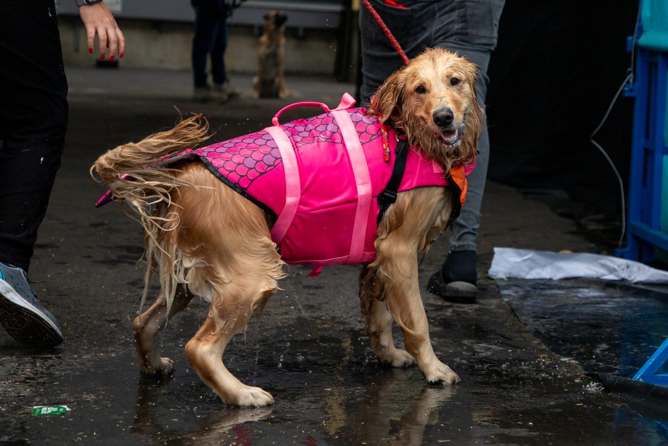 Canisalto Expopet Colombia: la competencia para perros que aman el agua llega a Corferias